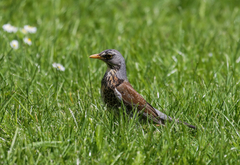 Turdus pilaris