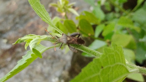 Piezogaster indecorus