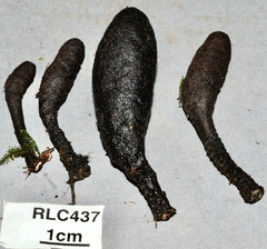 Xylaria schweinitzii