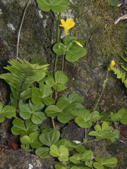 Oxalis dumetorum