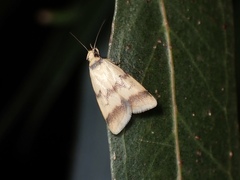 Heteroteucha anthodora