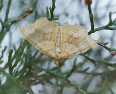 Chrysolarentia insulsata