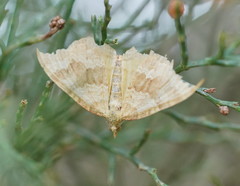 Chrysolarentia insulsata