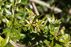 Alyxia ruscifolia