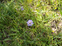 Scabiosa lucida