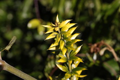 Alyxia ruscifolia