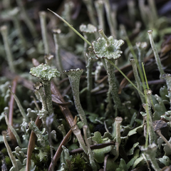 Cladonia concinna
