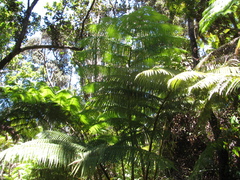 Cibotium glaucum