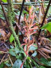 Coccineorchis