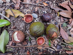 Beilschmiedia bancroftii