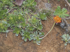Haplopappus macrocephalus