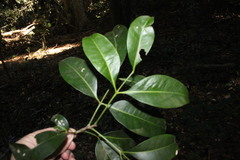 Anthocarapa nitidula