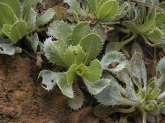 Haplopappus macrocephalus