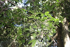 Anthocarapa nitidula