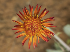 Haplopappus macrocephalus