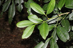 Anthocarapa nitidula