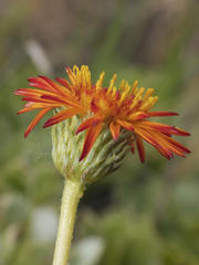 Haplopappus macrocephalus