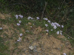 Glandularia berteroi