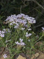 Glandularia berteroi