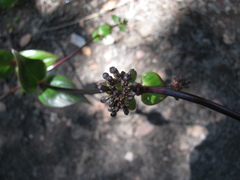 Kadua centranthoides