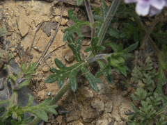 Glandularia berteroi