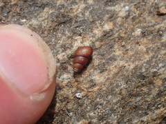 Potamopyrgus estuarinus