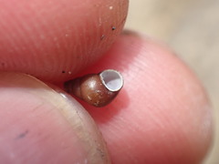 Potamopyrgus estuarinus