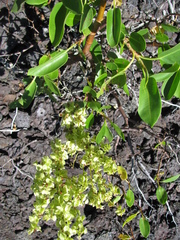 Rumex skottsbergii