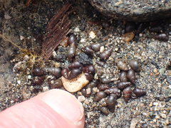 Potamopyrgus estuarinus