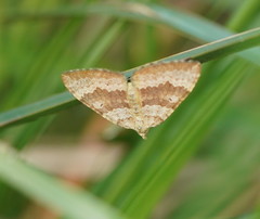 Chrysolarentia insulsata