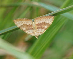 Chrysolarentia insulsata