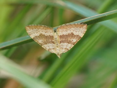 Chrysolarentia insulsata
