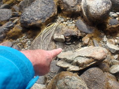 Potamopyrgus estuarinus