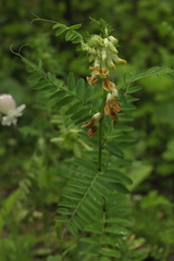 Vicia balansae