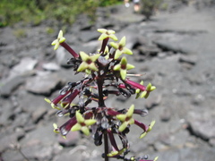 Kadua centranthoides