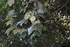 Brachychiton discolor