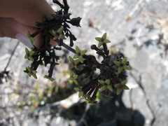 Kadua centranthoides