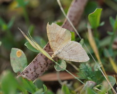 Chrysolarentia insulsata