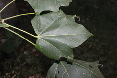 Brachychiton discolor