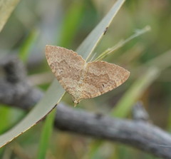 Chrysolarentia insulsata
