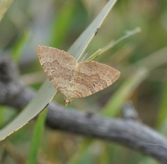 Chrysolarentia insulsata