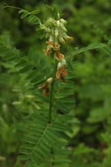 Vicia balansae