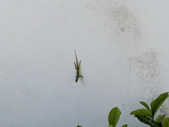 Anolis extremus