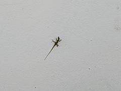 Anolis extremus