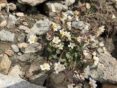 Romanzoffia sitchensis