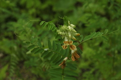 Vicia balansae
