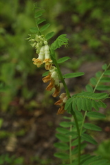 Vicia balansae