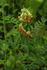 Vicia balansae
