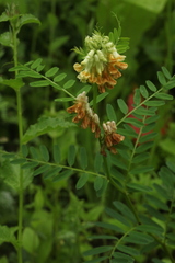 Vicia balansae