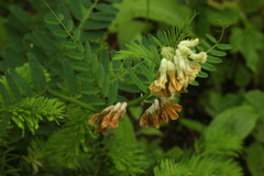 Vicia balansae